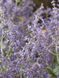 Перовскія лебедолиста Лейсі Блю / Perovskia atriplicifolia Lacey Blue 31689 фото 1