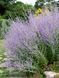 Перовскія лебедолиста Лейсі Блю / Perovskia atriplicifolia Lacey Blue 31689 фото 2