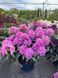 Рододендрон гибридный Розеум Элеганс / Rhododendron hybrid Roseum Elegans 33309 фото 3