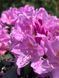 Рододендрон гибридный Розеум Элеганс / Rhododendron hybrid Roseum Elegans 33309 фото 1