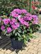 Рододендрон гибридный Розеум Элеганс / Rhododendron hybrid Roseum Elegans 33309 фото 2