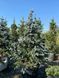 Ель колючая Ольденбург / Picea pungens Oldenburg 29266 фото 1