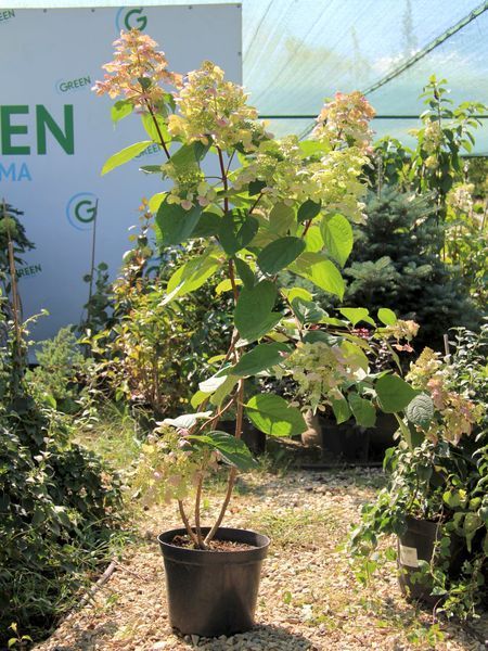 Гортензия метельчатая Грандифлора / Hydrangea paniculata Grandiflora 25102 фото