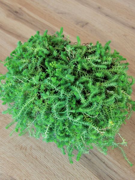 Очиток грунтопокривний Жовта Королева / Sedum acre Yellow Queen 21068 фото
