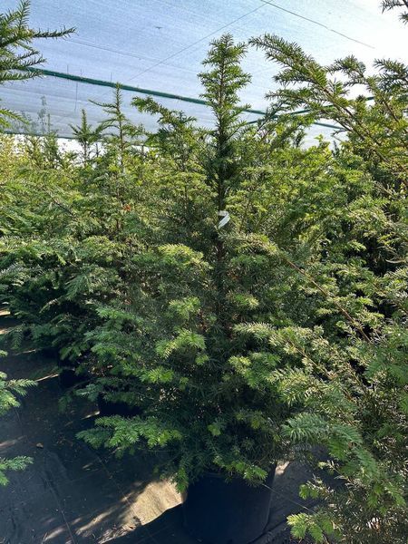 Тис ягодный видовой / Taxus baccata 34963 фото