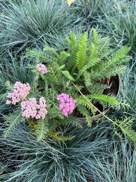 Деревій гібридний Тутті Фрутті Рожевий грейпфрут / Achillea Tutti Frutti Pink Grapefruit 31264 фото