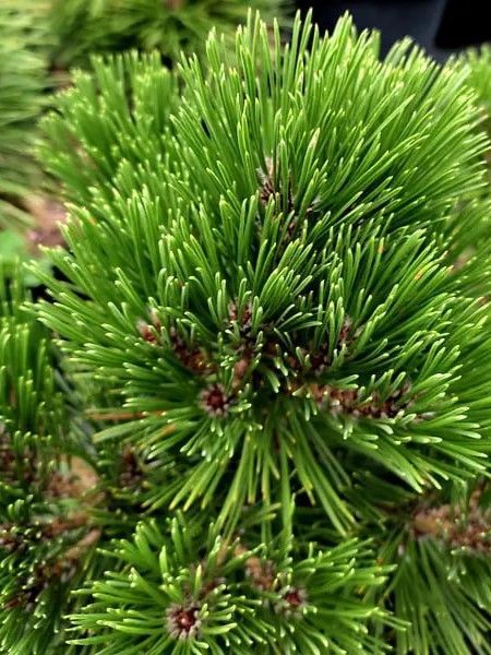 Сосна белокорая Греция / Pinus heldreichii Greece 31669 фото