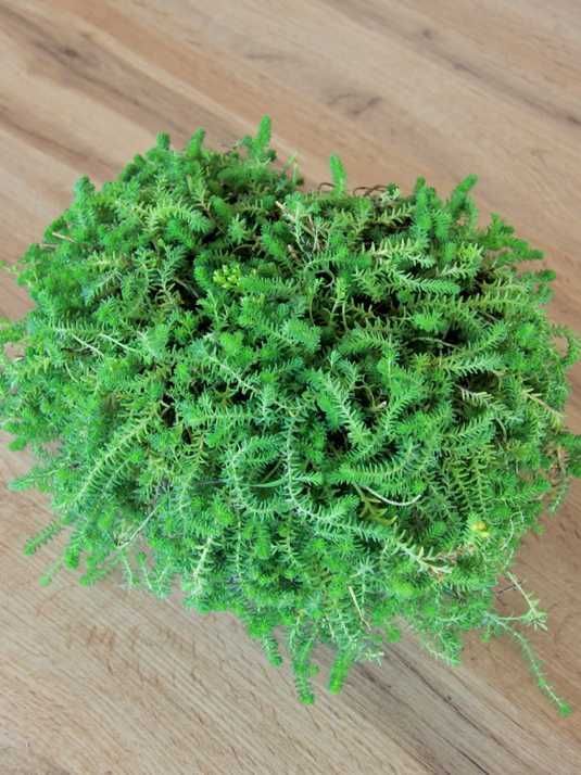 Очиток грунтопокривний Жовта Королева / Sedum acre Yellow Queen