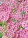 Деревій гібридний Тутті Фрутті Рожевий грейпфрут / Achillea Tutti Frutti Pink Grapefruit 31264 фото 1