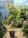 Гортензия метельчатая Грандифлора / Hydrangea paniculata Grandiflora 25102 фото 2