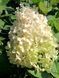 Гортензия метельчатая Грандифлора / Hydrangea paniculata Grandiflora 25102 фото 1