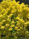 Очиток грунтопокривний Жовта Королева / Sedum acre Yellow Queen 21068 фото 1