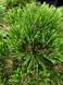 Сосна белокорая Греция / Pinus heldreichii Greece 31669 фото 2