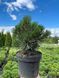 Сосна белокорая Греция / Pinus heldreichii Greece 31669 фото 1