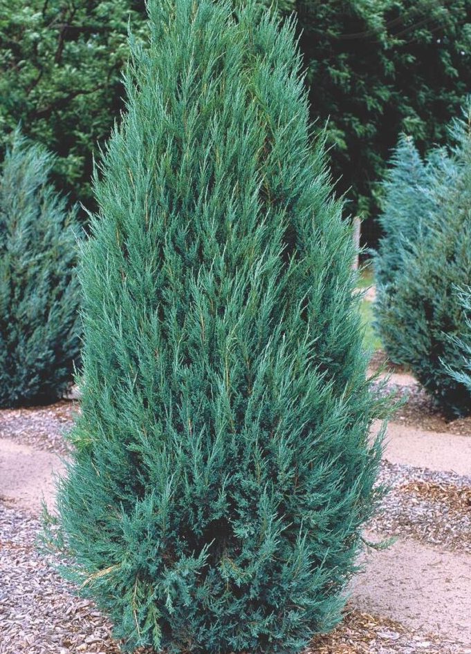 АКЦИЯ 2+2=5 Можжевельник скальный ‘Blue arrow’, Juniperus scopulorum ‘Blue arrow’